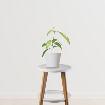 Dalchini plant (Cinnamomum)